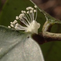 Eugenia rotundata (Trimen) Trimen